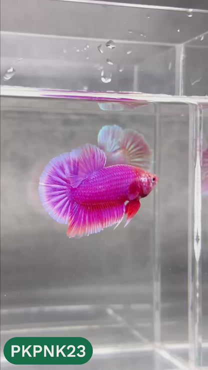 Pink Plakat Male Betta Fish | You Pick Fish | Rare Color