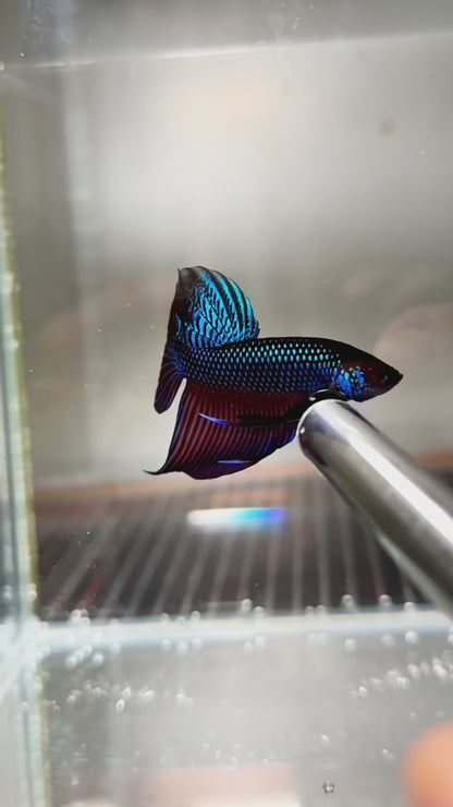 Wild Smaragdina Blue Male Betta Fish