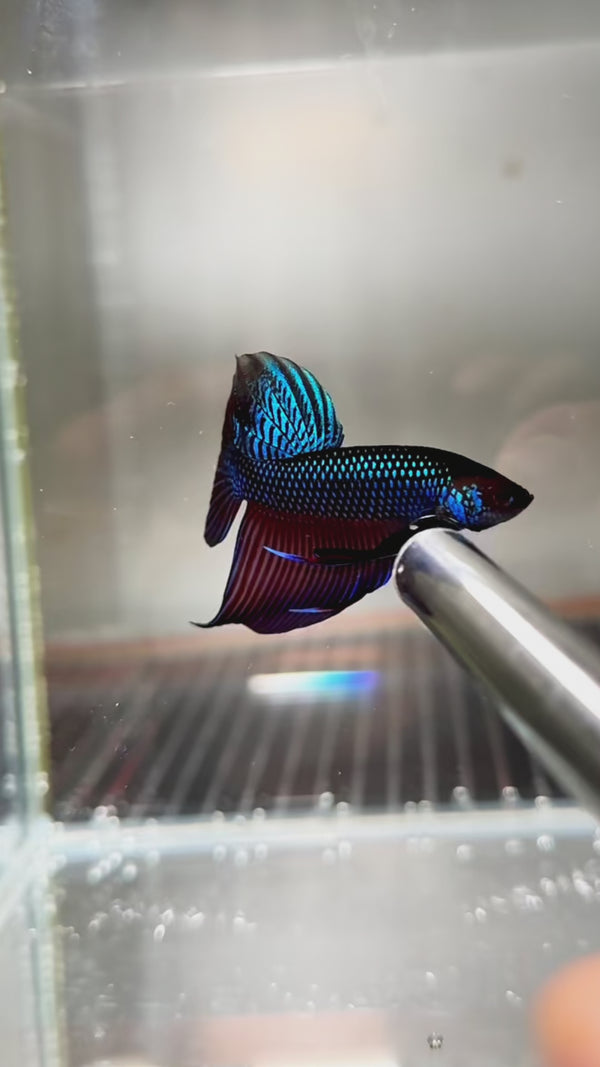 Wild Smaragdina Blue Male Betta Fish — Swimming Video