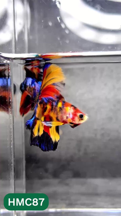 Multicolor Halfmoon Male Betta Fish | Order Directly From Farm | You Pick Fish