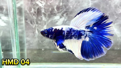 Blue Marble Dot Halfmoon Male Betta Fish | Order Directly From Farm | You Pick Fish