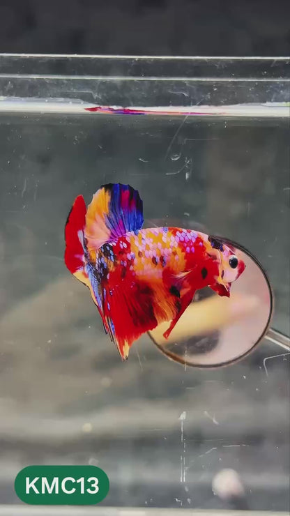 Multicolor Yellow Base Plakat Male Betta Fish | Order Directly From Farm |  You Pick Fish