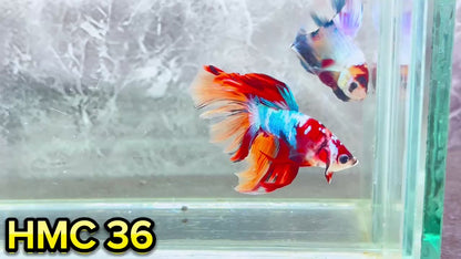 Multicolor Halfmoon Male Betta Fish | High Grade | Order Directly From Farm|  You Pick Fish |