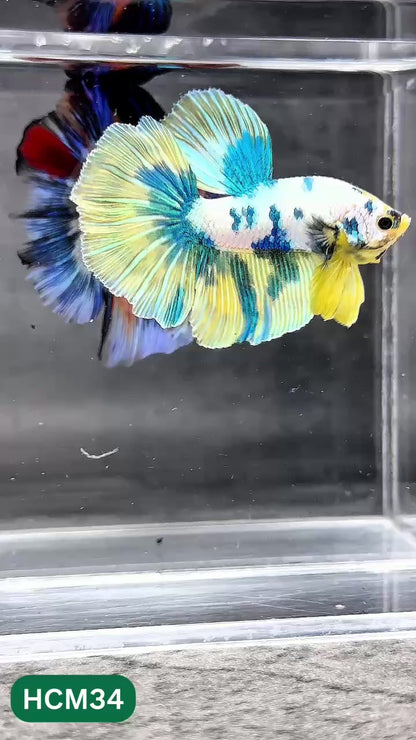 Multicolor Halfmoon Male Betta Fish | High Grade | Order Directly From Farm |  You Pick Fish |