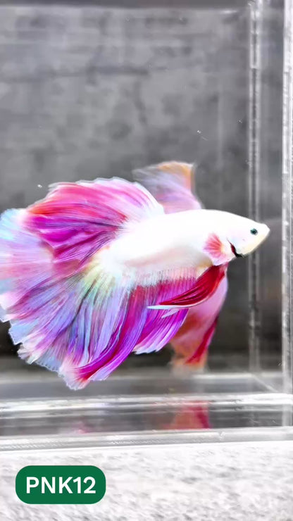 Pink Halfmoon Male Betta Fish | You Pick Fish | Order Directly From Farm