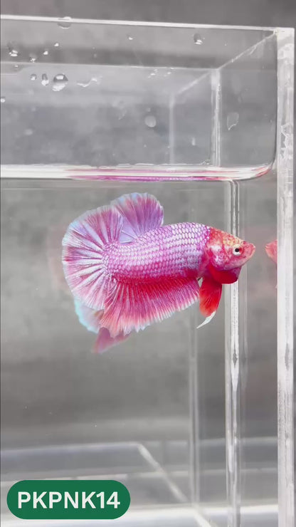 Pink Plakat Male Betta Fish | You Pick Fish | Rare Color