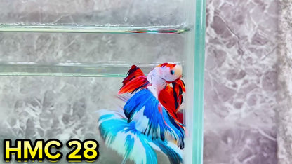 Multicolor Halfmoon Male Betta Fish | High Grade | Order Directly From Farm|  You Pick Fish |