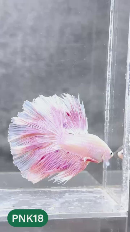 Pink Halfmoon Male Betta Fish | You Pick Fish | Order Directly From Farm