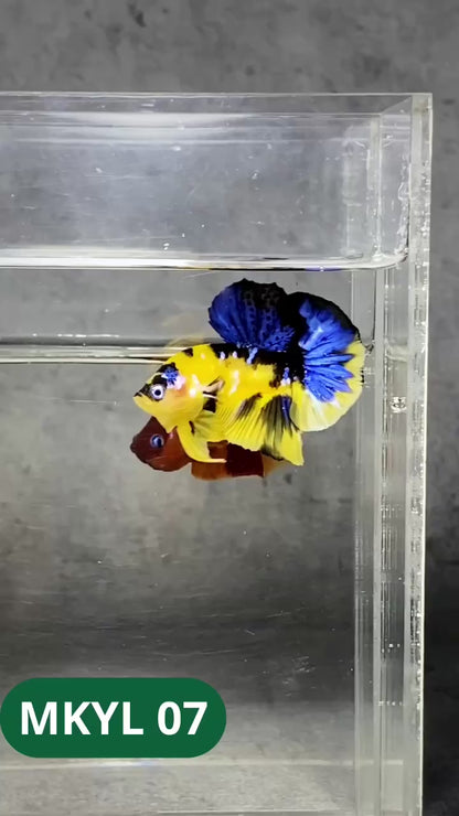 Koi Yellow Plakat Male Betta Fish | Show Grade | You Pick Fish
