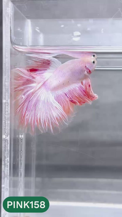 Pink Halfmoon Male Betta Fish | You Pick Fish | Order Directly From Farm