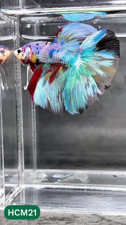 Multicolor Halfmoon Male Betta Fish | High Grade | Order Directly From Farm |  You Pick Fish |