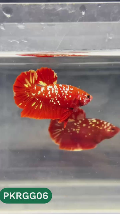 Golden Star Dust Galaxy Plakat Male Betta Fish | Super Rare | You Pick Fish