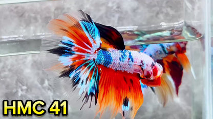 Multicolor Halfmoon Male Betta Fish | High Grade | Order Directly From Farm|  You Pick Fish |