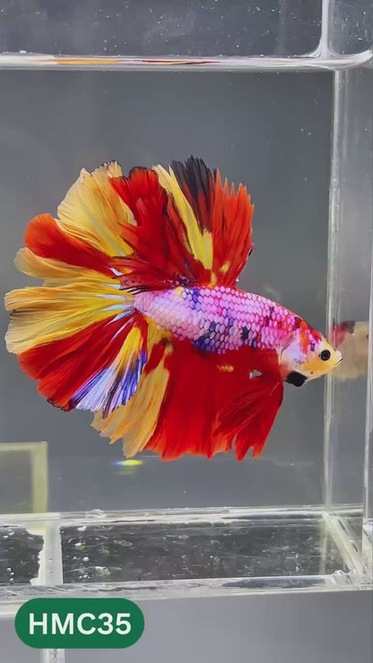 Multicolor Halfmoon Male Betta Fish | High Grade | Order Directly From Farm |  You Pick Fish |