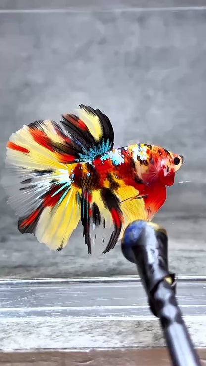 Multicolor Halfmoon Male Betta Fish | High Grade | Order Directly From Farm |  You Pick Fish |
