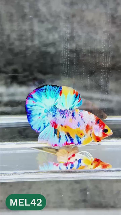 Metallic Plakat Betta Fish | You Pick Betta | Exotic Fish