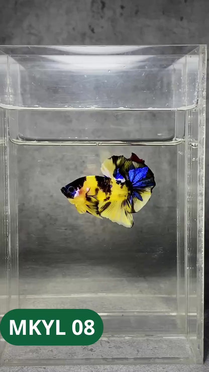 Koi Yellow Plakat Male Betta Fish | Show Grade | You Pick Fish