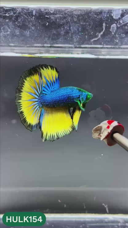 Black Hulk Halfmoon Male Betta Fish | You Pick Fish