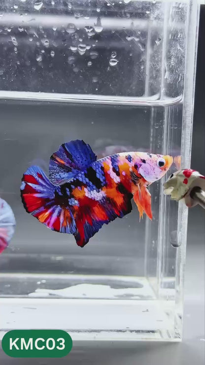 Multicolor Yellow Base Plakat Male Betta Fish | Order Directly From Farm |  You Pick Fish