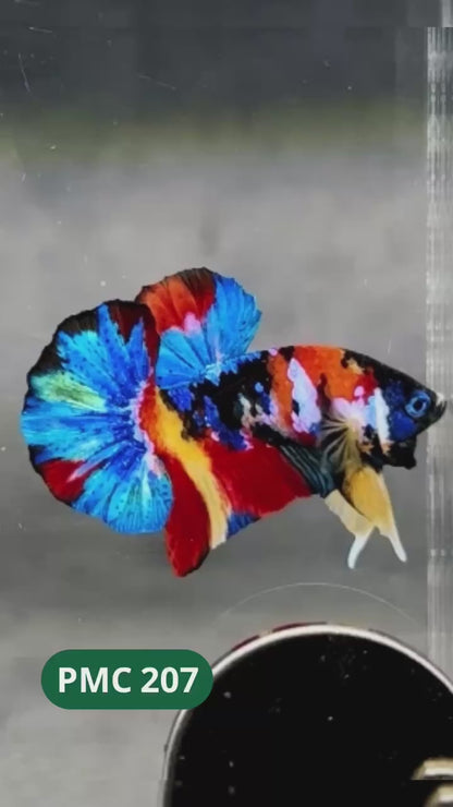 Multicolor Plakat Male Betta Fish |Show Grade|  You Pick Fish