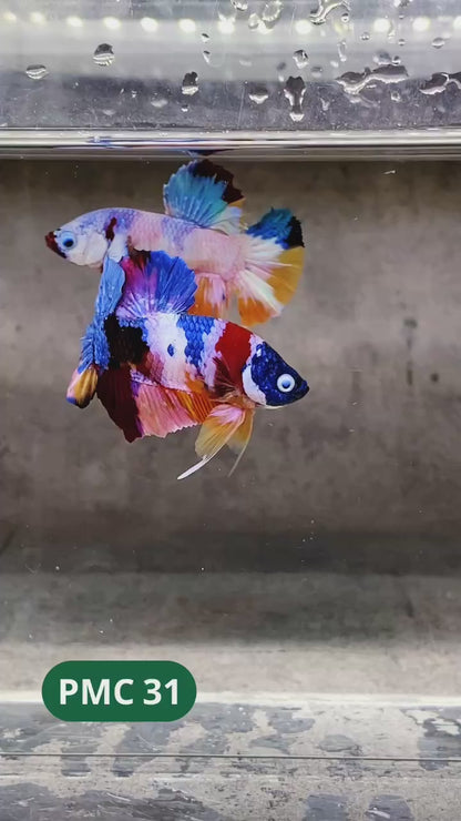Multicolor Plakat Male Betta Fish |Show Grade|  You Pick Fish