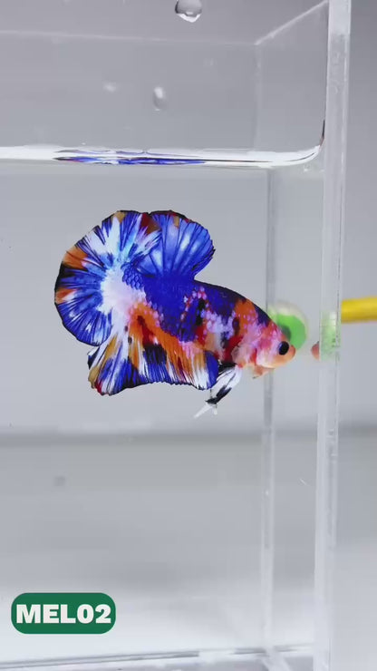 Metallic Plakat Betta Fish | You Pick Betta | Exotic Fish