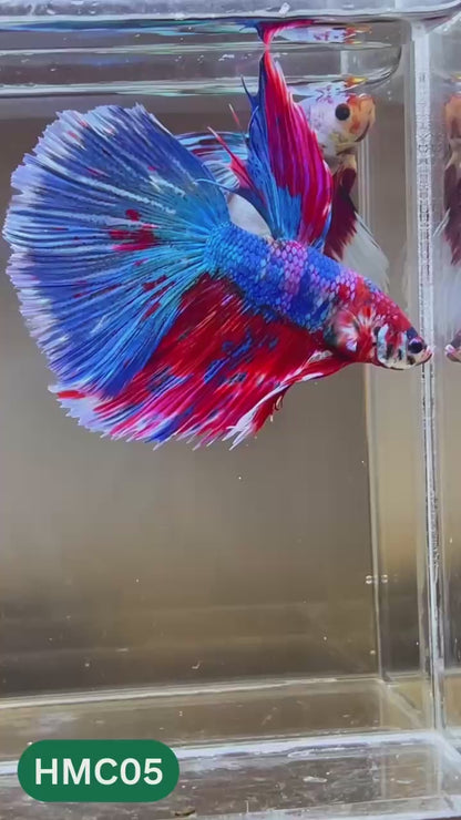 Multicolor Halfmoon Male Betta Fish | High Grade | Order Directly From Farm |  You Pick Fish |