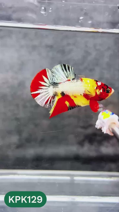Multicolor Yellow Base Plakat Male Betta Fish | Order Directly From Farm |  You Pick Fish