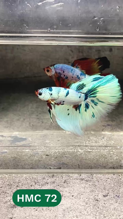 Multicolor Halfmoon Male Betta Fish | High Grade | Order Directly From Farm |  You Pick Fish |