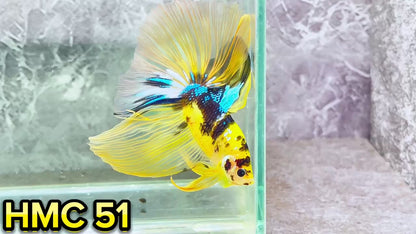 Multicolor Halfmoon Male Betta Fish | High Grade | Order Directly From Farm|  You Pick Fish |