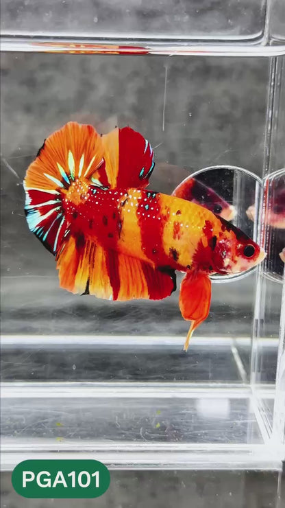 King Giant Plakat Male Betta Fish | You Pick Fish | High Grade