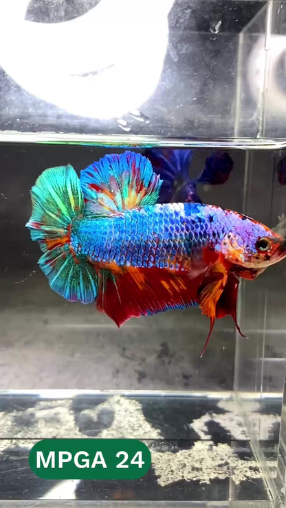 King Giant Plakat Male Betta Fish | You Pick Fish | High Grade