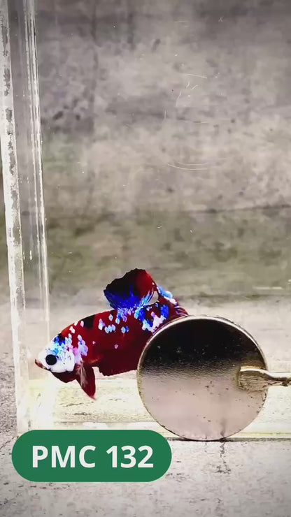 Multicolor Plakat Male Betta Fish |Show Grade|  You Pick Fish