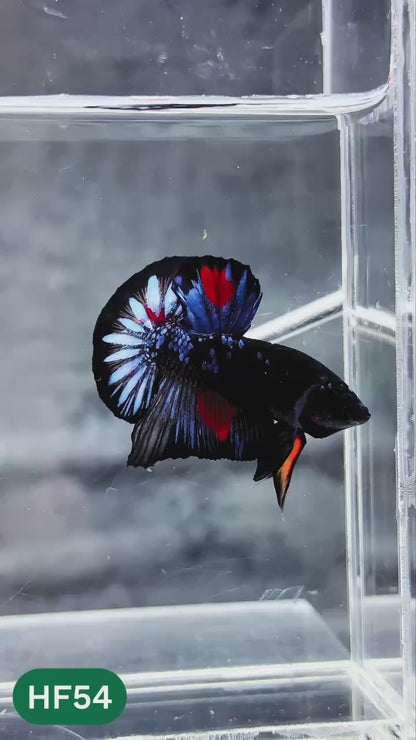 Dark Flame Hellfire Plakat Male Betta Fish | You Pick Fish | Exotic Betta