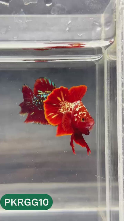 Golden Star Dust Galaxy Plakat Male Betta Fish | Super Rare | You Pick Fish