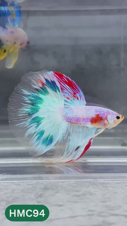 Multicolor Halfmoon Male Betta Fish | Order Directly From Farm | You Pick Fish
