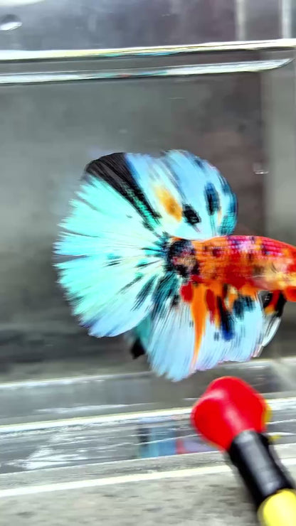 Multicolor Halfmoon Male Betta Fish | High Grade | Order Directly From Farm |  You Pick Fish |
