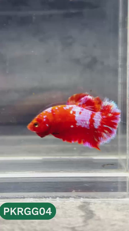 Golden Star Dust Galaxy Plakat Male Betta Fish | Super Rare | You Pick Fish