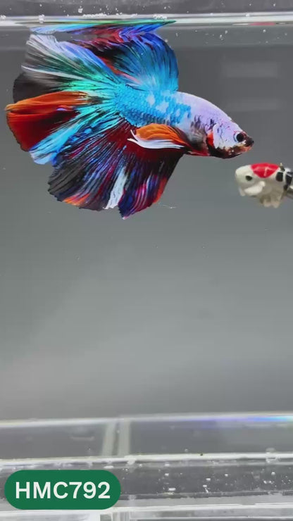 Nemo Halfmoon Male Betta Fish | Order Directly From Farm | You Pick Fish