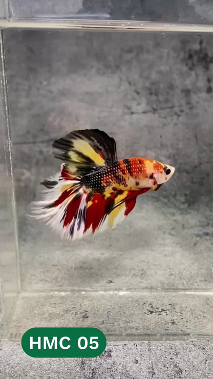 Multicolor Halfmoon Male Betta Fish | High Grade | Order Directly From Farm |  You Pick Fish |