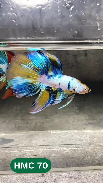 Multicolor Halfmoon Male Betta Fish | High Grade | Order Directly From Farm |  You Pick Fish |