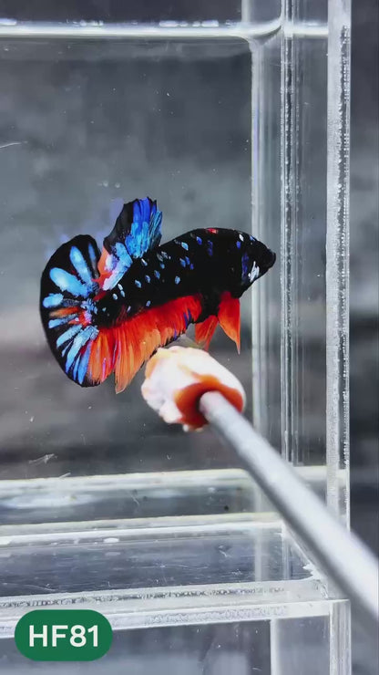 Dark Flame Hellfire Plakat Male Betta Fish | You Pick Fish | Exotic Betta