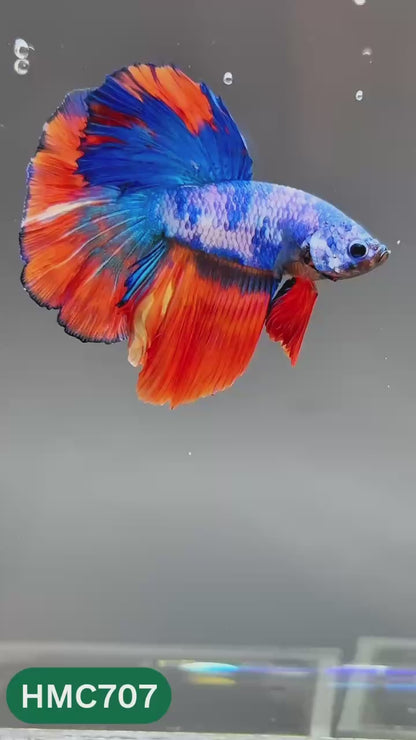 Multicolor Halfmoon Male Betta Fish | High Grade | Order Directly From Farm |  You Pick Fish |