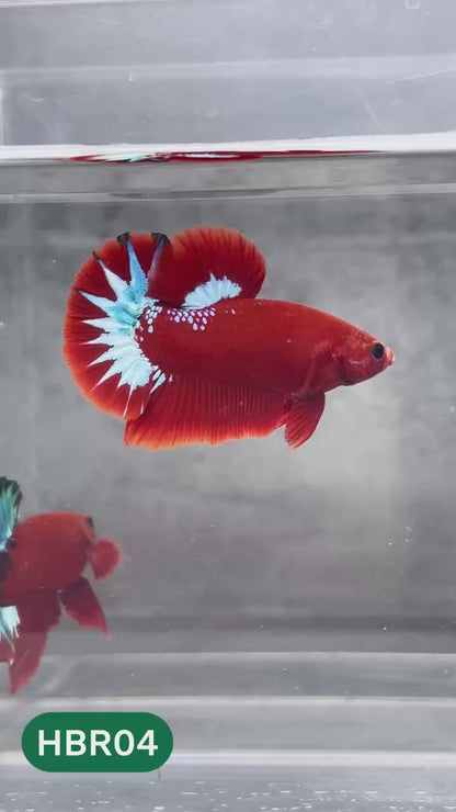 Hellboy Plakat Male Betta Fish | Order Directly From Farm | You Pick Fish