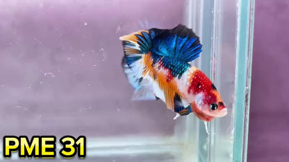 Metallic Plakat Betta Fish | You Pick Betta | Show Grade