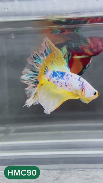Multicolor Halfmoon Male Betta Fish | Order Directly From Farm | You Pick Fish