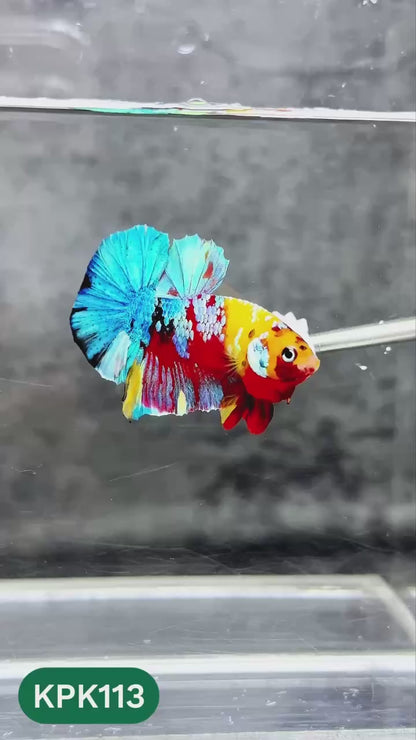 Multicolor Yellow Base Plakat Male Betta Fish | Order Directly From Farm |  You Pick Fish