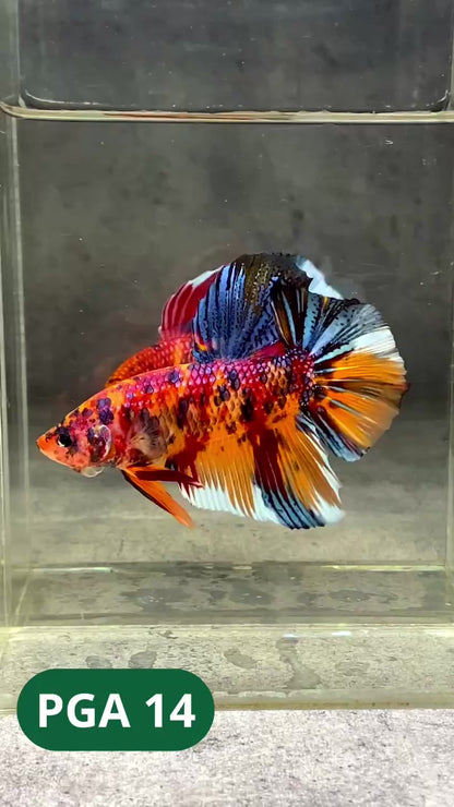 King Giant Plakat Male Betta Fish | You Pick Fish | High Grade