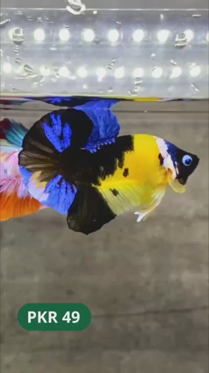 Multicolor Yellow Base Plakat Male Betta Fish | Order Directly From Farm |  You Pick Fish