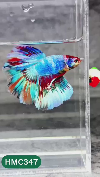 Multicolor Halfmoon Male Betta Fish | High Grade | Order Directly From Farm |  You Pick Fish |